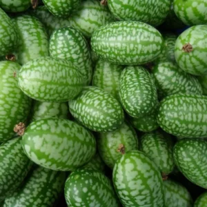 Mexican Sour Gherkin Seeds - 50 Count - Organic Cucamelon (Melothria scabra) - Image 1