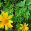 Mexican Sunflower Live Cuttings – Organic Tithonia diversifolia – Perennial - Image 1
