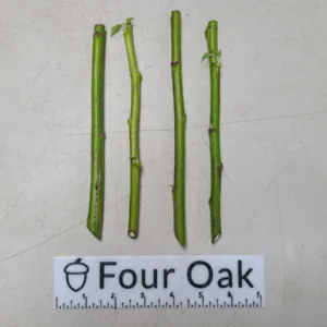 Mexican Sunflower Live Cuttings – Organic Tithonia diversifolia – Perennial - Image 2