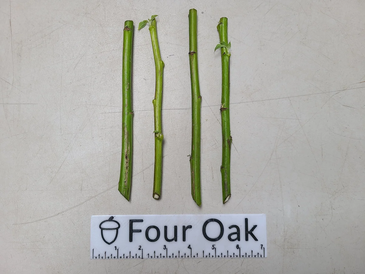 Mexican Sunflower Live Cuttings – Organic Tithonia diversifolia – Perennial - Image 2