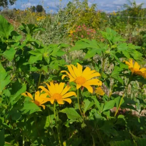 Mexican Sunflower Live Cuttings – Organic Tithonia diversifolia – Perennial - Image 3