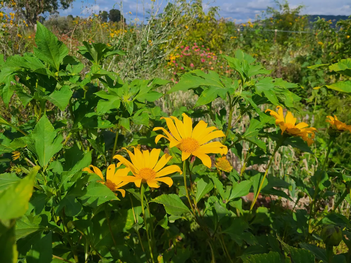 Mexican Sunflower Live Cuttings – Organic Tithonia diversifolia – Perennial - Image 3