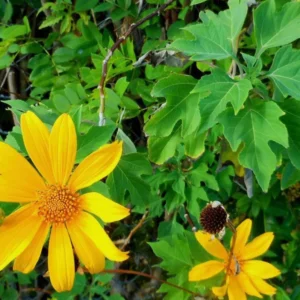 Mexican Sunflower Live Cuttings – Organic Tithonia diversifolia – Perennial - Image 1