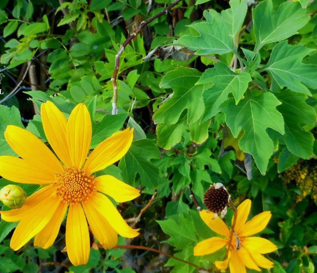 Mexican Sunflower Live Cuttings – Organic Tithonia diversifolia – Perennial - Image 1