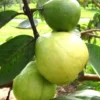 Mexican White Guava Live Plant – 3ft Air Layered Tree – Sweet White Fruit – Outdoor - Image 1