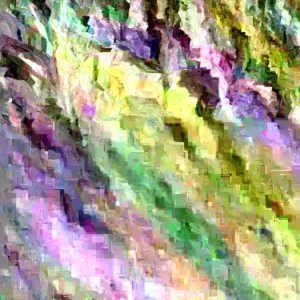 Mexican White Guava Live Plant – 3ft Air Layered Tree – Sweet White Fruit – Outdoor - Image 3