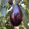 Mexicola Avocado Tree Live Plant – Grafted – 1 to 2 Feet Tall in 6 inch Pot - Image 1