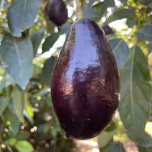 Mexicola Avocado Tree Live Plant – Grafted – 1 to 2 Feet Tall in 6 inch Pot - Image 1