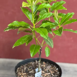Mexicola Grande Avocado Tree , “Cold Hardy” Grafted in 3 Gallons Pot, No Ship to HI - Image 2