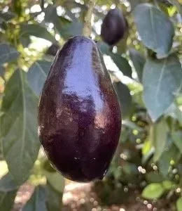 Mexicola Grande Avocado Tree , “Cold Hardy” Grafted in 3 Gallons Pot, No Ship to HI - Image 1