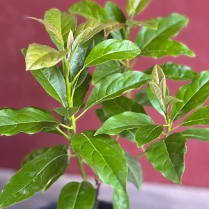 Mexicola Grande Avocado Tree , “Cold Hardy” Grafted in 3 Gallons Pot, No Ship to HI - Image 3