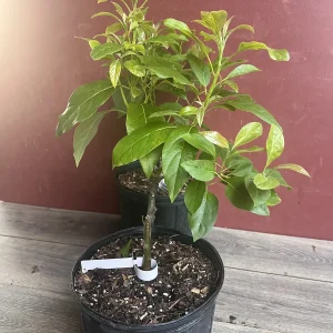 Mexicola Grande Avocado Tree , “Cold Hardy” Grafted in 3 Gallons Pot, No Ship to HI - Image 4