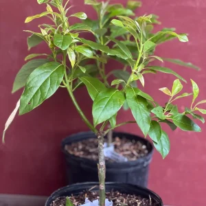 Mexicola Grande Avocado Tree , “Cold Hardy” Grafted in 3 Gallons Pot, No Ship to HI - Image 5