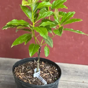 Mexicola Grande Avocado Tree , “Cold Hardy” Grafted in 3 Gallons Pot, No Ship to HI - Image 9