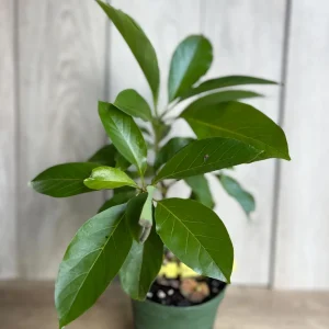 Mexicola Grande Avocado Tree Live Plant – Cold Hardy Grafted in 6 inch Pot - Image 2