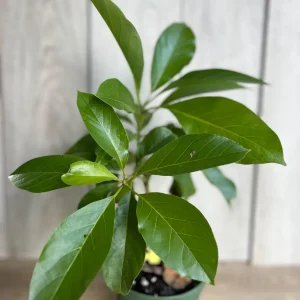 Mexicola Grande Avocado Tree Live Plant – Cold Hardy Grafted in 6 inch Pot - Image 3