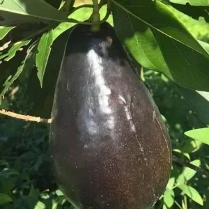 Mexicola Grande Avocado Tree Live Plant – Cold Hardy Grafted in 6 inch Pot - Image 1