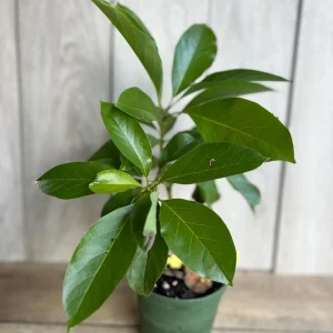 Mexicola Grande Avocado Tree Live Plant – Cold Hardy Grafted in 6 inch Pot - Image 4