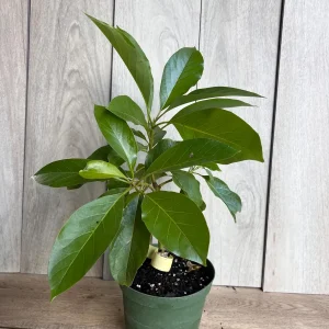 Mexicola Grande Avocado Tree Live Plant – Cold Hardy Grafted in 6 inch Pot - Image 6