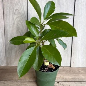 Mexicola Grande Avocado Tree Live Plant – Cold Hardy Grafted in 6 inch Pot - Image 7
