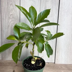 Mexicola Grande Avocado Tree Live Plant – Cold Hardy Grafted in 6 inch Pot - Image 8
