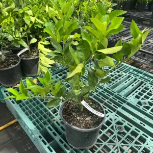 Meyer Lemon Bush Live Plant - 1 Gallon Pot, 20-30 in Tall, Indoor/Outdoor Citrus - Image 3