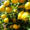 Meyer Lemon Live Plant - Fragrant Citrus Bush Starter Plant, 2-3 Inch Tall - Image 1