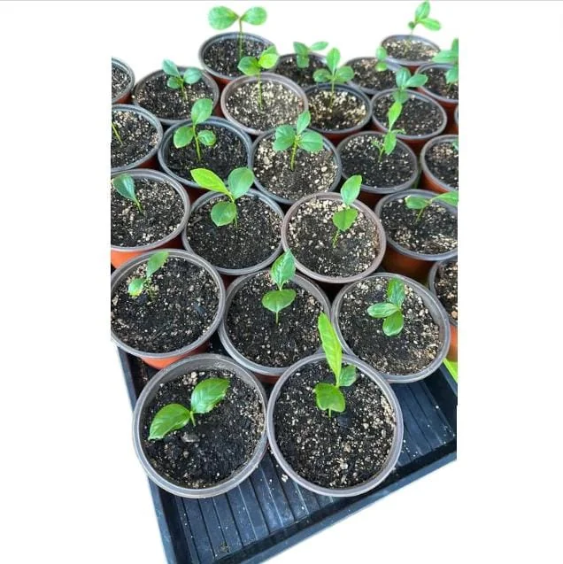 Meyer Lemon Live Plant - Fragrant Citrus Bush Starter Plant, 2-3 Inch Tall - Image 6