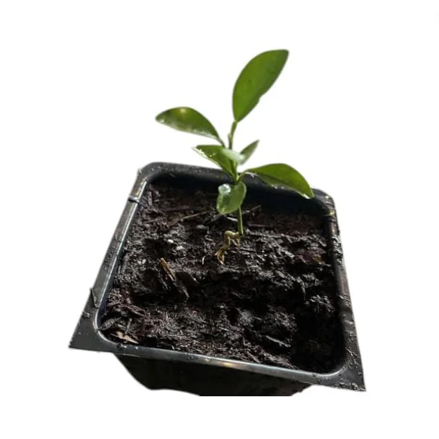 Meyer Lemon Live Plant - Fragrant Citrus Bush Starter Plant, 2-3 Inch Tall - Image 7