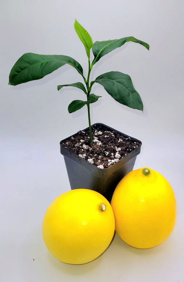 Meyer Lemon Starter Plant - Live Citrus Tree, 3-5 Inches Tall, Indoor/Outdoor - Image 2