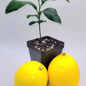 Meyer Lemon Starter Plant - Live Citrus Tree, 3-5 Inches Tall, Indoor/Outdoor - Image 3
