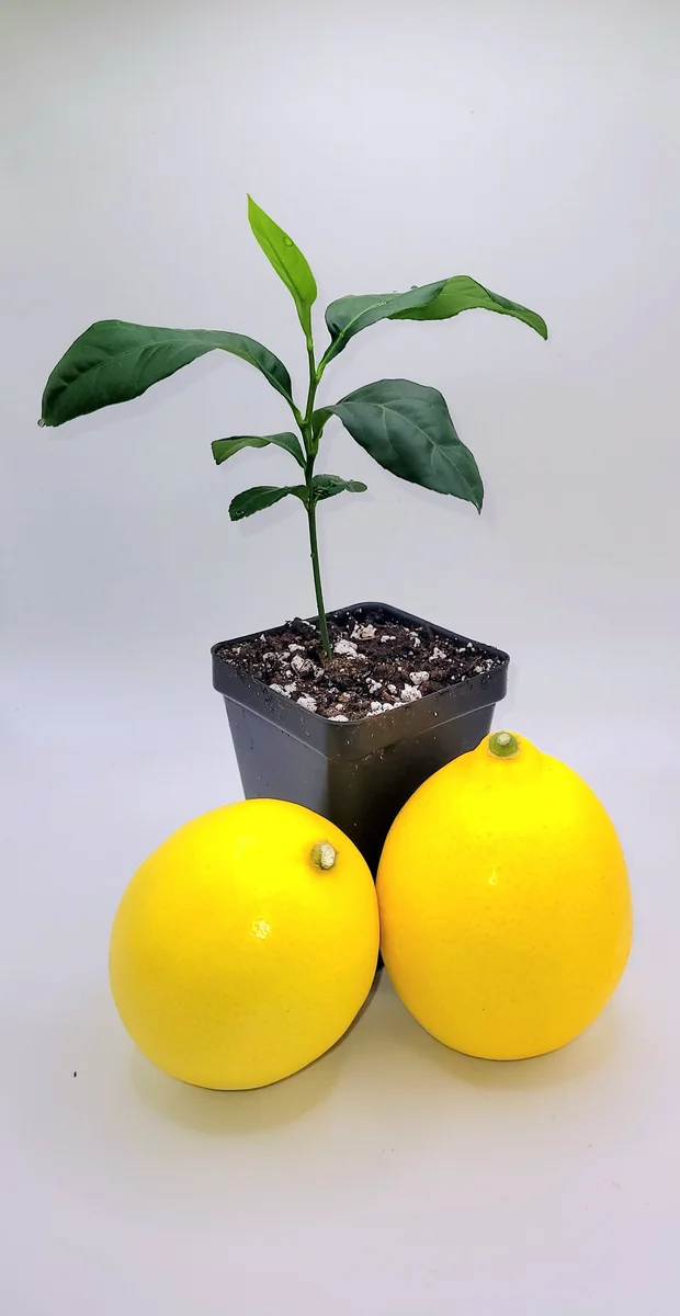 Meyer Lemon Starter Plant - Live Citrus Tree, 3-5 Inches Tall, Indoor/Outdoor - Image 3