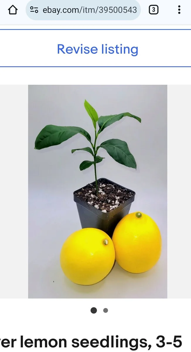 Meyer Lemon Starter Plant - Live Citrus Tree, 3-5 Inches Tall, Indoor/Outdoor - Image 1