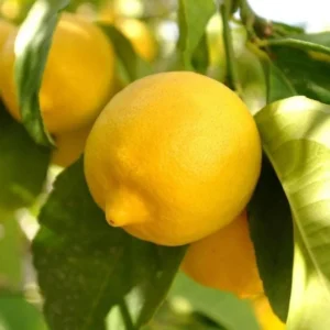 Meyer Lemon Tree Live Plant – 2-4 Ft Tall, 3 Gallon Pot – Indoor/Outdoor - Image 10