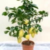Meyer Lemon Tree Live Plant – 2-4 Ft Tall, 3 Gallon Pot – Indoor/Outdoor - Image 1