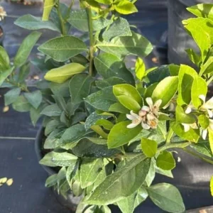 Meyer Lemon Tree Live Plant – 2-4 Ft Tall, 3 Gallon Pot – Indoor/Outdoor - Image 2