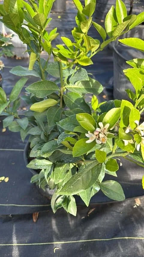 Meyer Lemon Tree Live Plant – 2-4 Ft Tall, 3 Gallon Pot – Indoor/Outdoor - Image 2