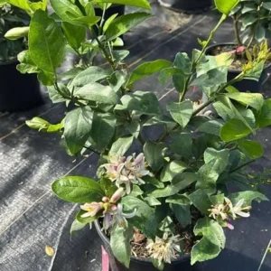 Meyer Lemon Tree Live Plant – 2-4 Ft Tall, 3 Gallon Pot – Indoor/Outdoor - Image 3