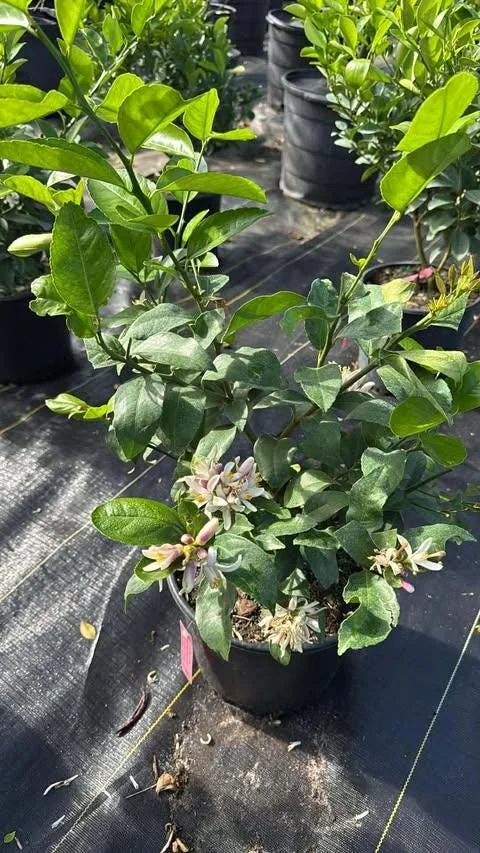 Meyer Lemon Tree Live Plant – 2-4 Ft Tall, 3 Gallon Pot – Indoor/Outdoor - Image 3