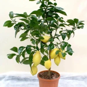 Meyer Lemon Tree Live Plant – 2-4 Ft Tall, 3 Gallon Pot – Indoor/Outdoor - Image 1