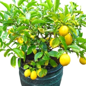 Meyer Lemon Tree Live Plant – 2-4 Ft Tall, 3 Gallon Pot – Indoor/Outdoor - Image 5