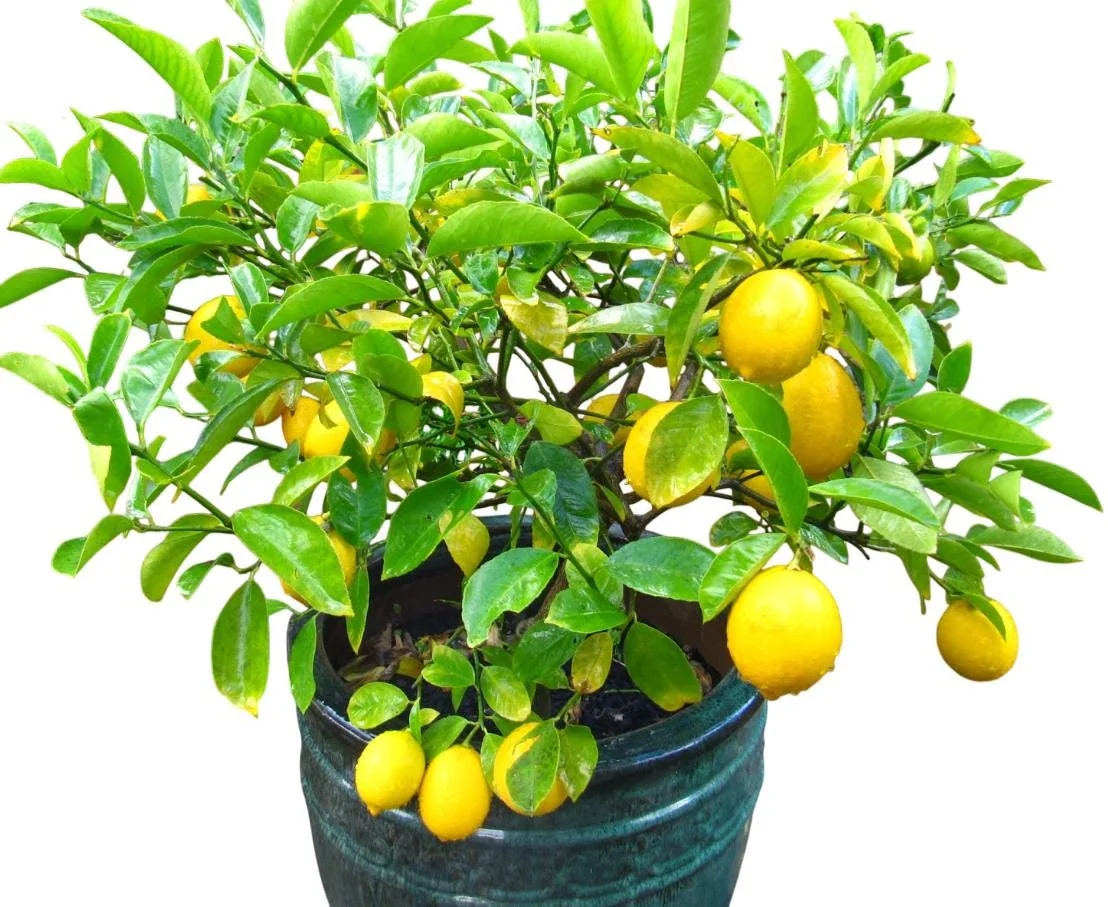 Meyer Lemon Tree Live Plant – 2-4 Ft Tall, 3 Gallon Pot – Indoor/Outdoor - Image 5