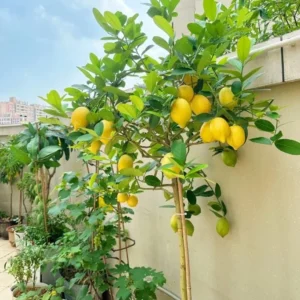 Meyer Lemon Tree Live Plant – 2-4 Ft Tall, 3 Gallon Pot – Indoor/Outdoor - Image 6