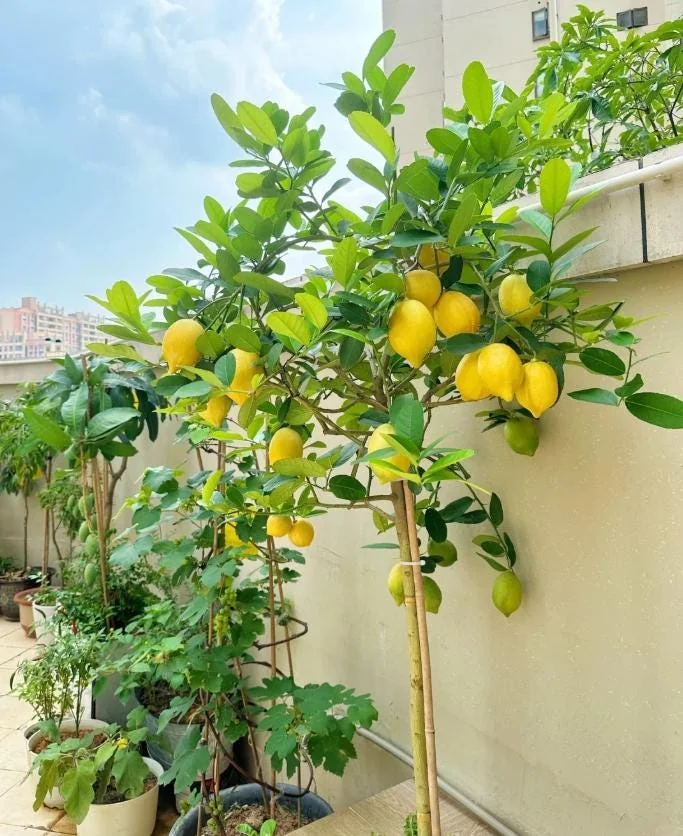 Meyer Lemon Tree Live Plant – 2-4 Ft Tall, 3 Gallon Pot – Indoor/Outdoor - Image 6