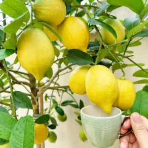 Meyer Lemon Tree Live Plant – 2-4 Ft Tall, 3 Gallon Pot – Indoor/Outdoor - Image 7