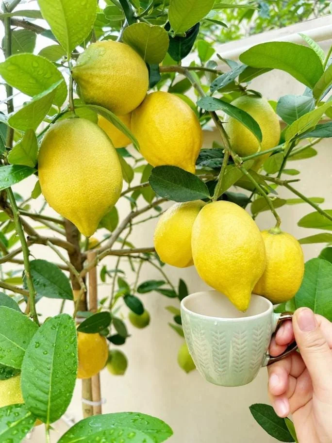 Meyer Lemon Tree Live Plant – 2-4 Ft Tall, 3 Gallon Pot – Indoor/Outdoor - Image 7
