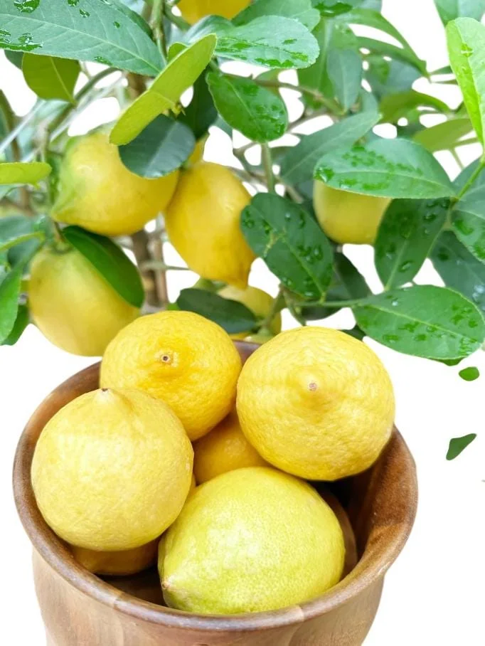 Meyer Lemon Tree Live Plant – 2-4 Ft Tall, 3 Gallon Pot – Indoor/Outdoor - Image 8