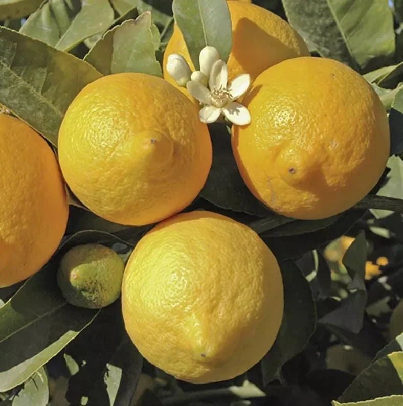 Meyer Lemon Tree Live Plant – 2-4 Ft Tall, 3 Gallon Pot – Indoor/Outdoor - Image 9