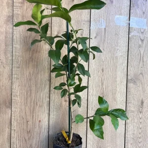 Meyer Lemon Tree Live Plant - half Gallon Pot, Sweet Citrus Fruit - Image 3