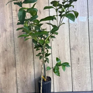 Meyer Lemon Tree Live Plant - half Gallon Pot, Sweet Citrus Fruit - Image 4